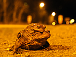 BB 07 0055 / Bufo bufo / Nordpadde